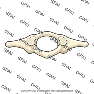 Atlas vertebra