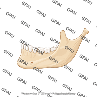 Mandible lateral