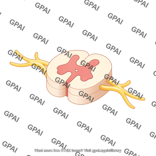 Spinal cord cross section with nerve roots