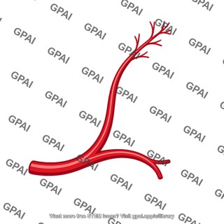 Ascending branch medial circumflex femoral artery