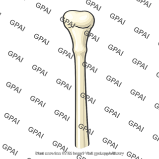 Fibula proximal end