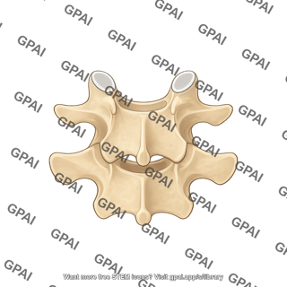 Vertebra lumbar l5 posterior