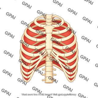 Rib cage with intercostal muscles inhalation