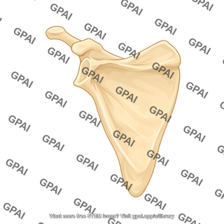 Scapula posterior