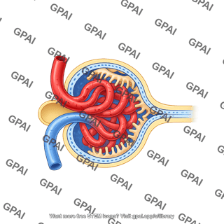 Renal corpuscle with podocytes