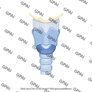Larynx anterior