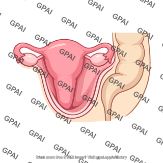 Rectouterine pouch
