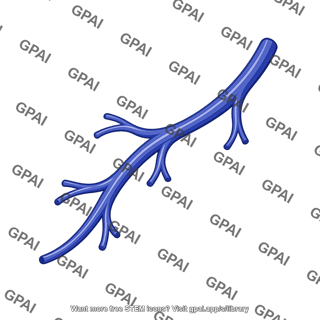 Splenic venule