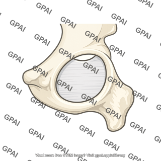 Obturator foramen with obturator membrane