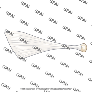 Pectoralis major tendon