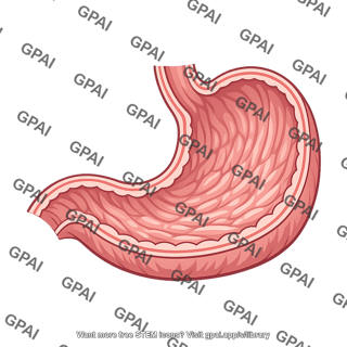 Stomach cross section