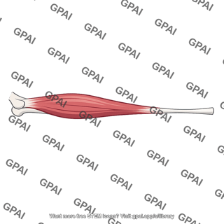 Extensor carpi radialis longus