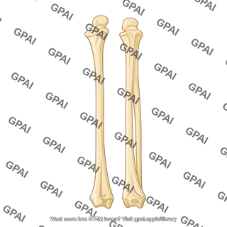Radius and ulna posterior