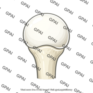 Head of humerus