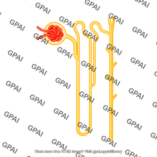 Nephron cortical juxtamedullary 03
