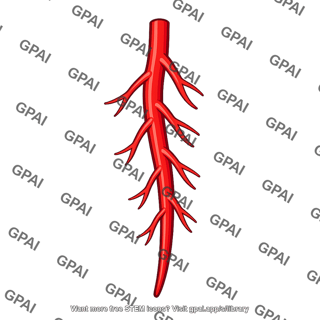 Anterior interventricular branch