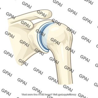 Shoulder joint