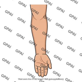 Anterior forearm