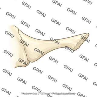 Zygomatic process of maxilla