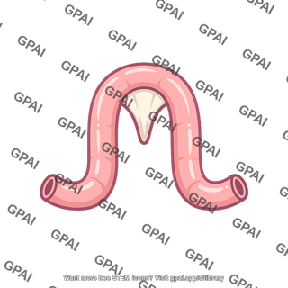 Midgut loop