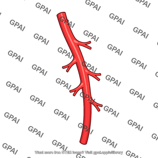 Branching artery