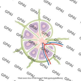 Lymph node