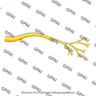 Nerve branch