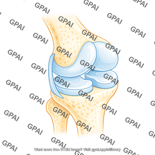 Knee meniscus medial