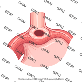 Cardia of stomach