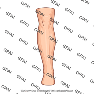 Leg