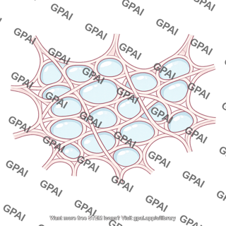 Interstitium of lung