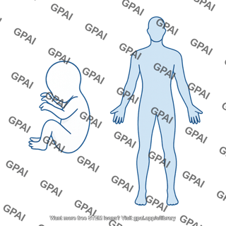 Human body outline fetus