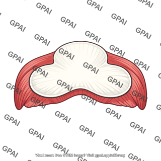 Diaphragm central tendon