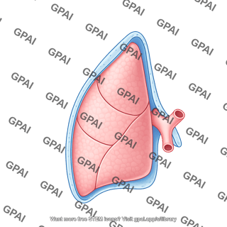 Lung right with pleura