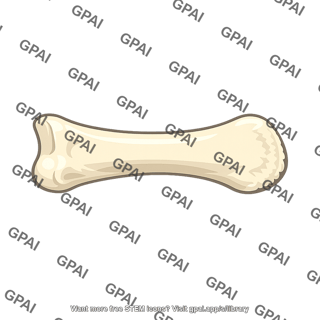 Long bone