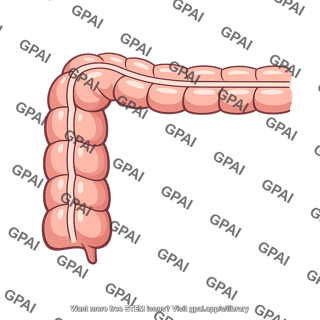 Right colic flexure