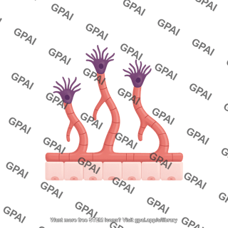 Angiogenesis 2