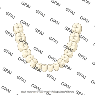 Dentition permanent lower schematic teeth only