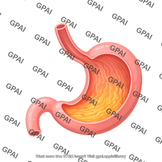 Stomach cross section