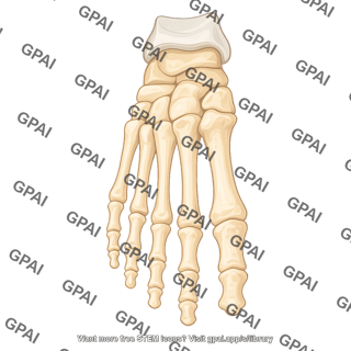 Foot bones anterior
