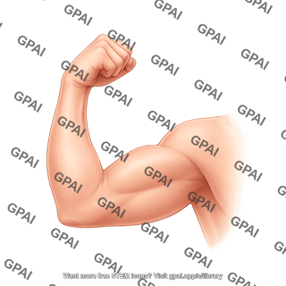 Arm flexed anterior