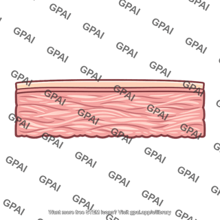 Dermis