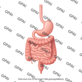 Gi tract schematic 2