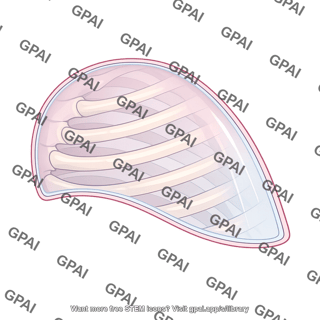 Costal pleura
