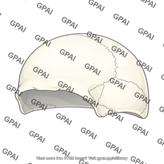 Cranial vault