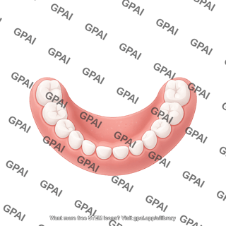 Dentition primary lower