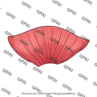 Middle pharyngeal constrictor muscle