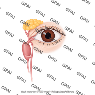 Lacrimal apparatus