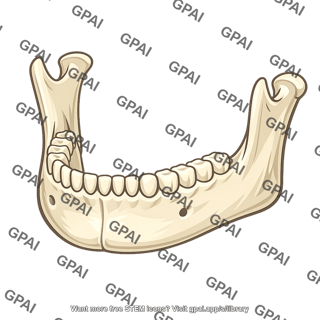 Mandible anterior oblique