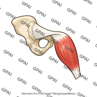 Reflected head of rectus femoris